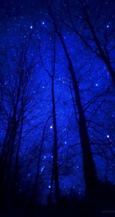 the night sky filled with stars and trees