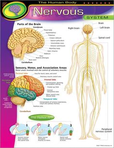 the human body nervous system poster with information about its functions and major areas, including the brain