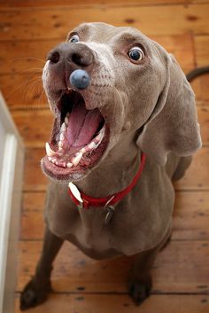 a dog with its mouth open and it's tongue out, looking up at the camera