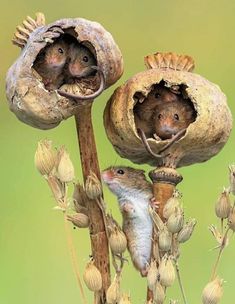 two mice are sitting in the middle of some flowers