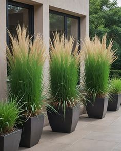 three large planters filled with tall grass on the side of a building next to a sidewalk