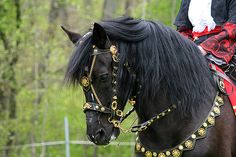 a person riding on the back of a black horse