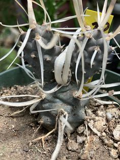 a close up of a cactus plant in dirt