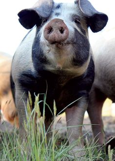 two small pigs standing next to each other on top of a grass covered field and looking at the camera