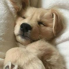 a puppy sleeping on top of a white blanket