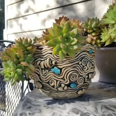 a potted plant sitting on top of a table