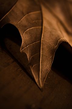 a brown leaf laying on top of a wooden table