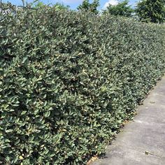 there is a large hedge next to the sidewalk