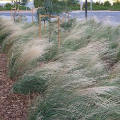 some very pretty grass by the water