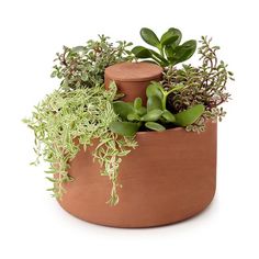 a potted plant with some plants in it