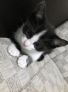 a black and white kitten laying on top of a couch