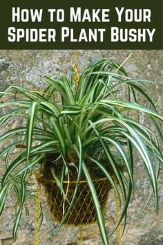 a spider plant hanging from a chain with the words how to make your spider plant bushy