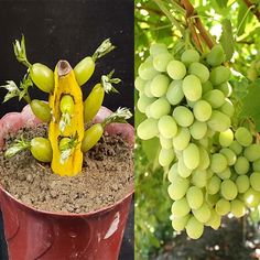 there are two pictures one has grapes and the other has green grapes in a pot