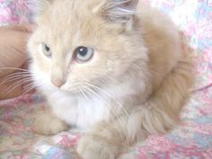 a cat is sitting on a bed with someone's hand holding it up to its face