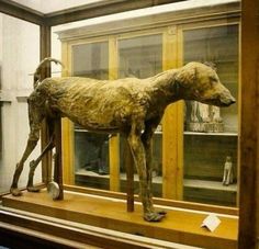 It was the little dog of Pharaoh Amenhotep from 1427 BC.
Found mummified with his necklace, a bowl of water and his own perfume bottle.
This mummy of a dog was found inside tomb KV50, known as the Tomb of the Animals, in the Valley of the Kings.
It is believed to be one of the pets of Pharaoh Amenhotep Il, who ruled Ancient Egypt between 1427 and 1401 BC, due to the proximity of this tomb to that of the pharaoh. Wolf Behavior, Egypt Museum, Ancient Egypt Art, Valley Of The Kings, Mystery Of History, Egypt Art, Tutankhamun, Ancient Egyptian Art, Baboon