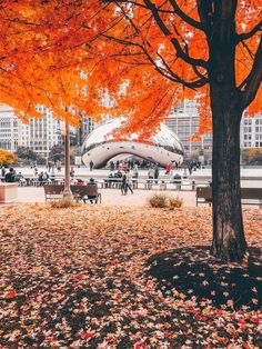 an orange tree in the middle of a park with people walking around and buildings in the background