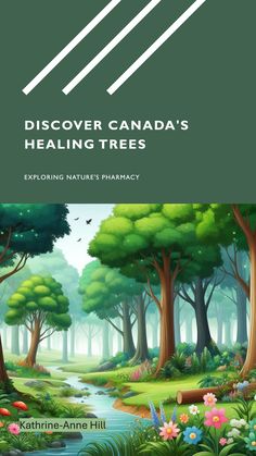 Exploring Canada's forests and learning about these medicinal trees can be a rewarding journey for anyone interested in natural remedies and sustainable health practices. 🌲🍁 #NaturalHealing #CanadianHerbalism #SustainableHealth Medicinal Trees, Health Practices, Explore Canada, Explore Nature, Natural Healing