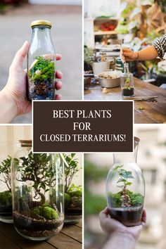 four different pictures with plants in glass jars and the words best plants for closed terrariums