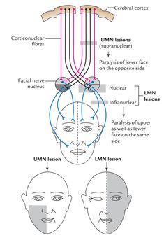 an image of the facial and neck muscles in different parts of the body, including the upper half of the face