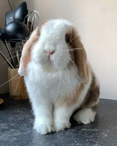 a brown and white rabbit sitting on top of a counter