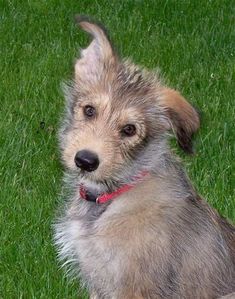 a small dog sitting in the grass looking up