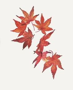 three red leaves are shown against a white background