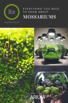 an advertisement with moss growing in it and the words, everything you need to know about mo