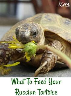 a close up of a tortoise on the ground with text overlay reading what to feed your russian tortoise