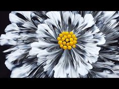 a white and yellow flower with black background