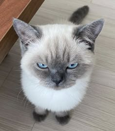 a siamese cat with blue eyes sitting on the floor next to a wooden table