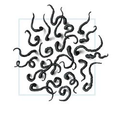 an image of some black worms on a white background