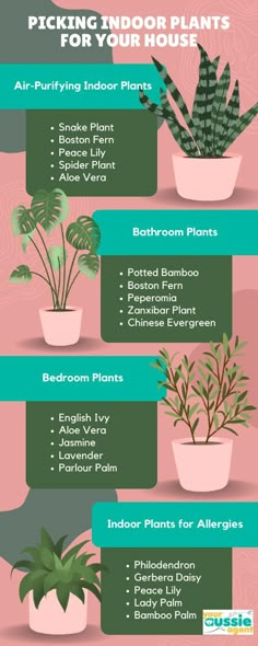 the different types of houseplants that are in this info sheet for each plant