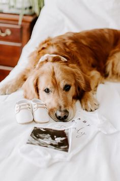 a brown dog laying on top of a bed next to baby shoes and an album