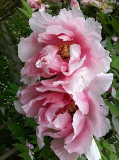 two pink flowers with green leaves in the background