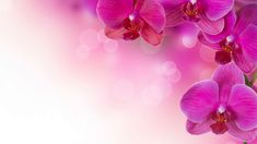 pink orchids are blooming on a white background with boket lights in the background