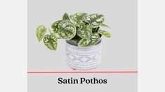 a potted plant sitting on top of a table next to a red line with the caption saying, how do you care for your house plants?