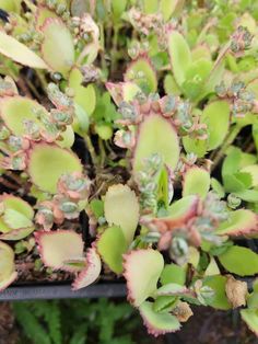 small green and pink plants in a pot