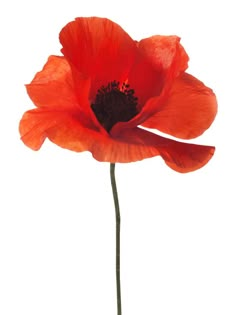 a single red flower on a white background