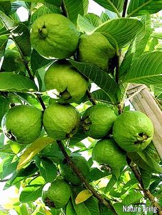 some green fruit hanging from a tree branch