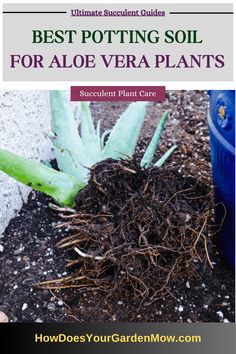 potting soil for aloe vera plant