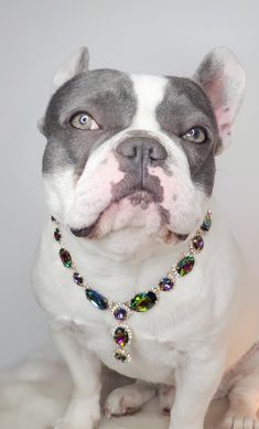 a white and gray dog wearing a jeweled collar