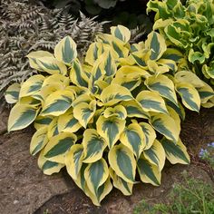 yellow and green plants are growing on the ground in front of some other plants,