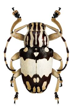 a brown and white bug with spots on it's back legs, sitting in front of a white background