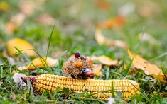 a small bird sitting on top of a corn cob in the middle of some grass