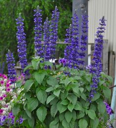 purple flowers and green leaves in a garden