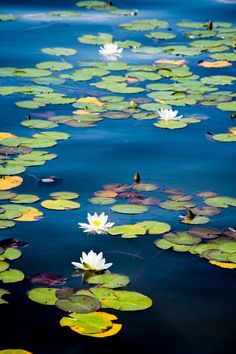 white water lilies floating on top of lily pads