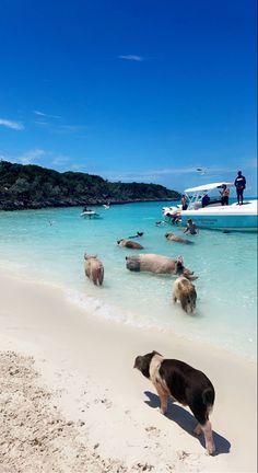 EXUMAS Bahamas pigs Island pigs vacationing clear water iPhone tropical wallpaper