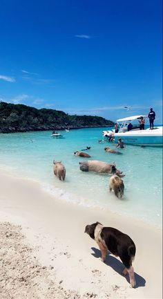 EXUMAS Bahamas pigs Island pigs vacationing clear water iPhone tropical wallpaper Bahamas Pigs, Pig Beach, Bahamas Beach, Bahamas Cruise, Senior Trip