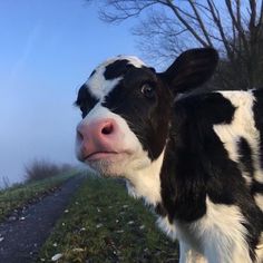 a black and white cow standing on top of a grass covered field next to a road