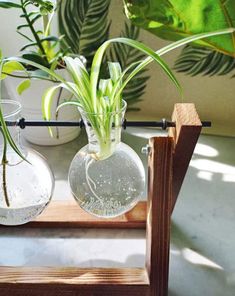 three clear vases with plants in them sitting on a wooden shelf next to a potted plant